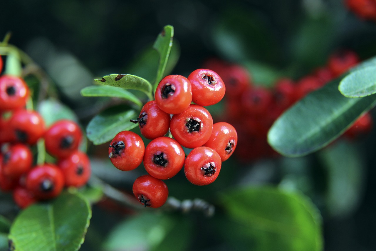 金童奖系列奖项：杜埃获金童奖，皮奥获意大利金童奖